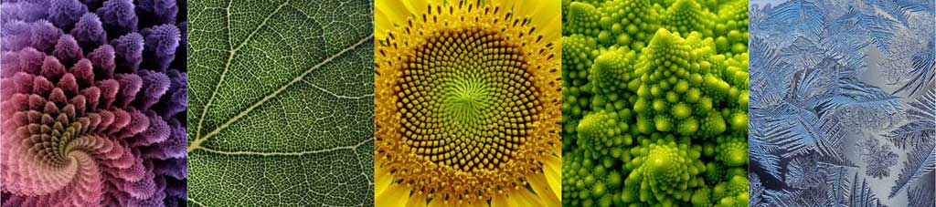 2014 08 The beauty of creativity - Fractal patterns in nature
